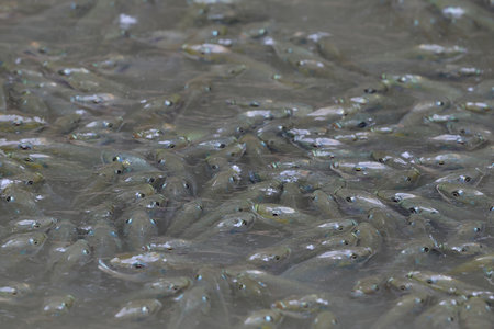 Many Blackchin tilapia are floating in the pond.
