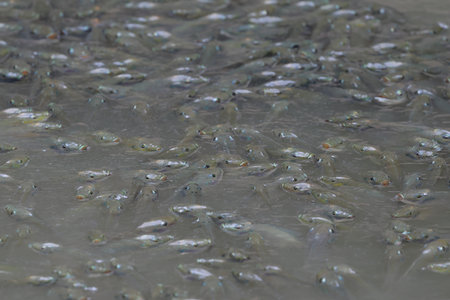 Many Blackchin tilapia are floating in the pond.