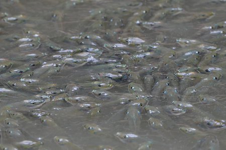 Many Blackchin tilapia are floating in the pond.