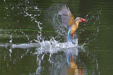 The stork-billed kingfisher catches fish in the lake.の写真素材