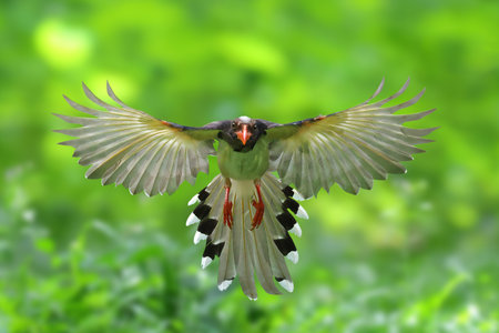 A beautiful red-billed blue magpie flying in the forest.の写真素材