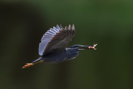 The striated heron catches fish in the lake.の写真素材