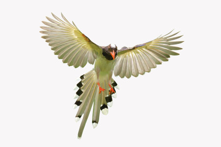 Beautiful flying Red-billed Blue Magpie isolated on white background with clipping path.