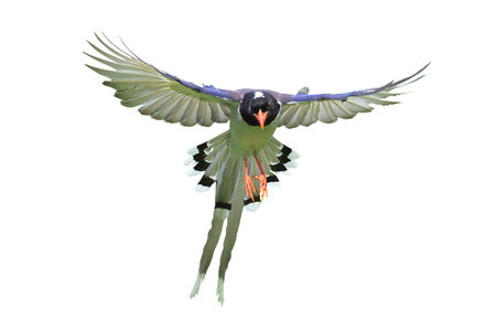 Beautiful flying Red-billed Blue Magpie isolated on white background with clipping path.