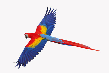 Beautiful feathers on the back of Scarlet Macaw parrot isolated on white background with clipping path.の写真素材