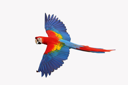 Beautiful feathers on the back of Scarlet Macaw parrot isolated on white background with clipping path.の写真素材