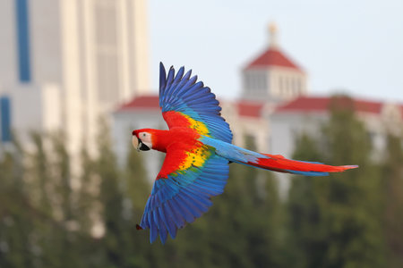 Colorful Scarlet Macaw parrot flying in the sky. Free flying birdの写真素材