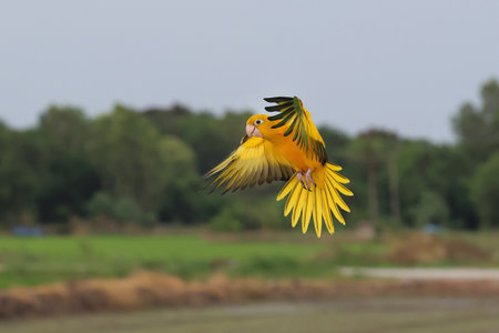 Beautiful Golden Conure parrot flying in the forest.