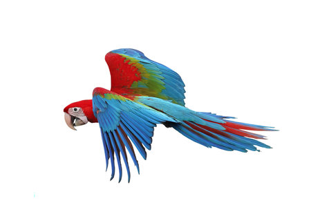 Colorful flying Green Wing Macaw parrot isolated on white background with clipping path.