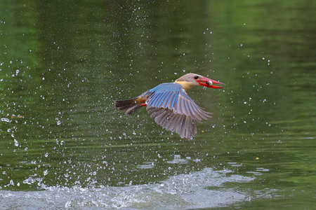 The stork-billed kingfisher catches fish in the river.の写真素材