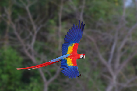Colorful Scarlet Macaw parrot flying in the forest. Free flying bird
