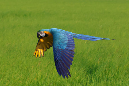 Colorful Blue and Gold Macaw parrot flying on the rice fields. Free flying birdの写真素材