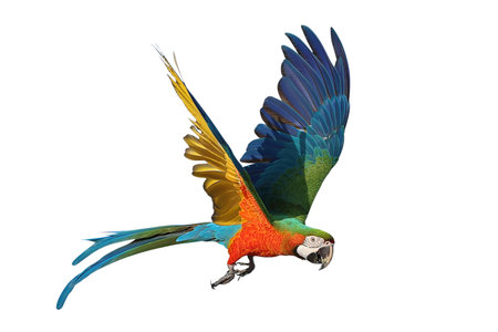 Colorful flying Harlequin Macaw parrot isolated on white background with clipping path.の写真素材