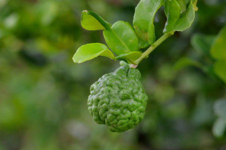 Kaffir lime ready for consumption on natural background.の写真素材