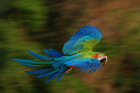 Macaw parrot is flying at high speed in the sky.の写真素材
