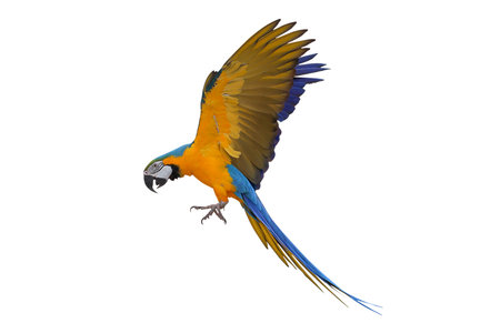 Colorful flying Blue and Gold Macaw parrot isolated on white background with clipping path.