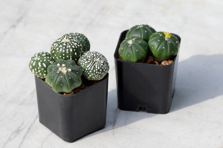 Astrophytum asterias in a pot with shadow.