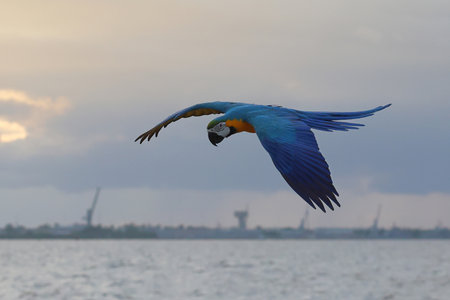 Beautiful Macaw parrot flying in the sky during sunset. Free flying bird