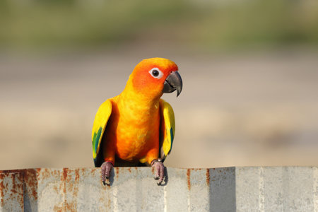 A beautiful sun conure perches on a zinc fence.