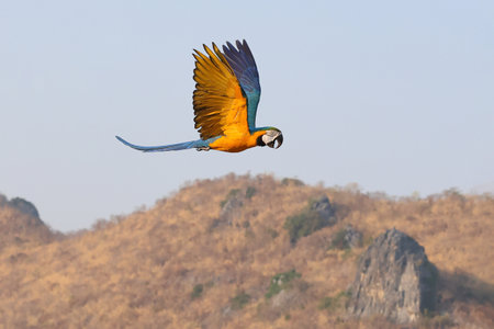 Colorful Blue and Gold Macaw parrot flying on the sky. Free flying bird