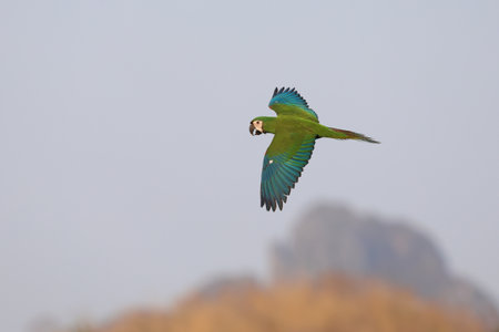 Chestnut-fronted macaw parrot flying in the sky. Free flying birdの写真素材