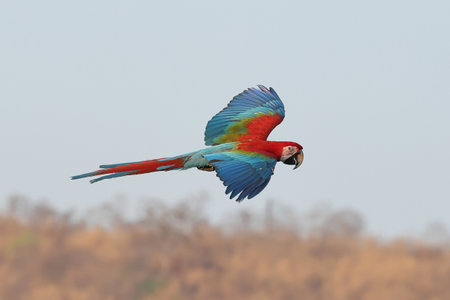 Colorful macaw parrot flying in the sky. Free flying birdの写真素材