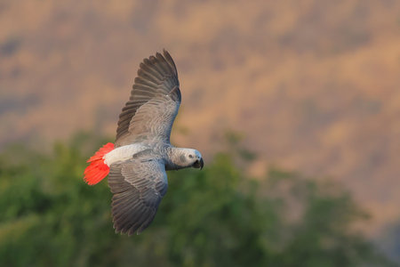 Colorful African Grey parrot flying in the sky. Free flying bird