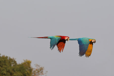 Colorful Macaw parrots flying in the sky. Free flying bird