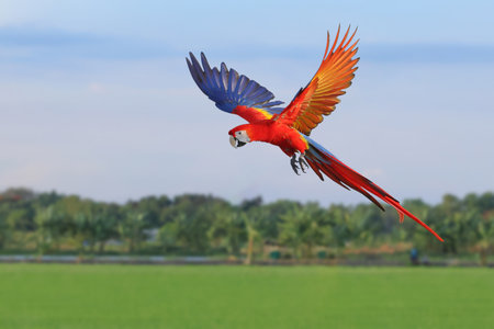 Colorful Scarlet Macaw parrot flying in the sky. Free flying bird