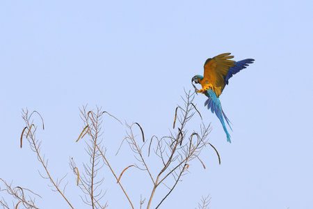 Colorful Blue and Gold Macaw parrot perch on branches.