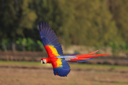 Colorful Scarlet Macaw parrot flying in the sky. Free flying bird