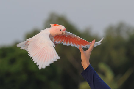 Trained Major Mitchell Cockatoo flying towards the owner.の写真素材