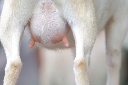 Close-up of a goat udder ready to suckle in a farm.の写真素材