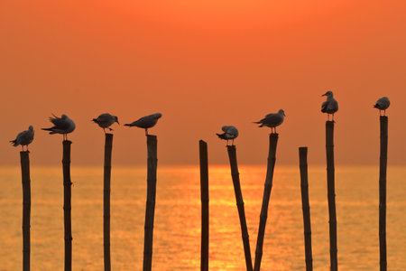 Seagulls perch on a dry wooden pole during the sunset.の写真素材