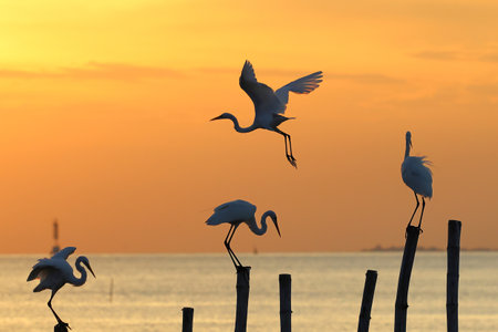 Eastern great egrets perched and flying on a wooden pole during sunset.の写真素材