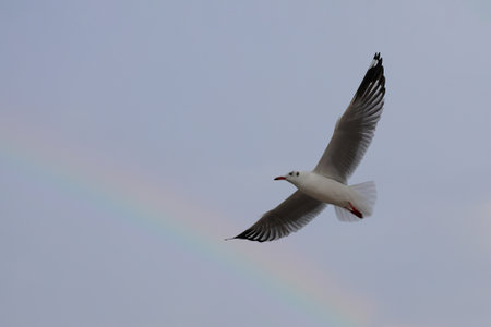 Seagull flying across a rainbow in the sky.の写真素材