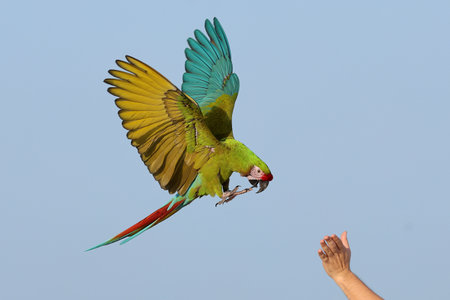 Trained Military Macaw parrot flying towards the owner.の写真素材