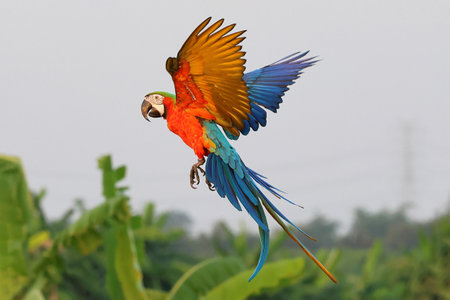 Colorful Harlequin Macaw parrot flying on the sky. Free flying bird
