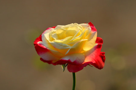 A mix of yellow and red roses is blooming beautifully.の写真素材