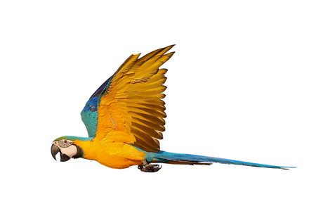 Colorful flying Blue and Gold Macaw parrot isolated on white background with clipping path.
