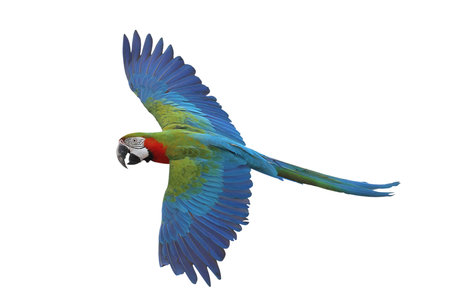 Colorful flying Harlequin Macaw parrot isolated on white background with clipping path.