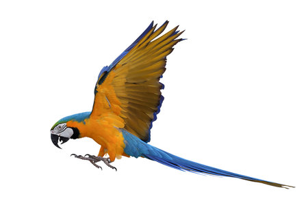 Colorful flying Blue and Gold Macaw parrot isolated on white background with clipping path.
