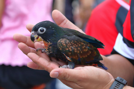 An adorable baby parrot stands on its owner's hand.