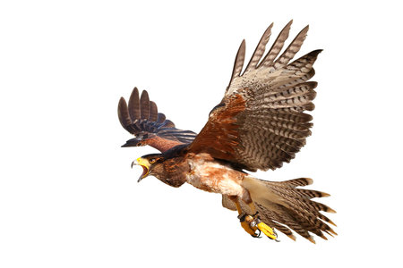 Beautiful flying Harris's hawk isolated on white background with clipping path.の写真素材
