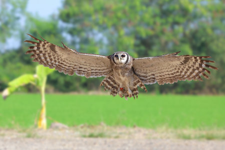 A beautiful Verreaux's eagle-owl is flying.の写真素材