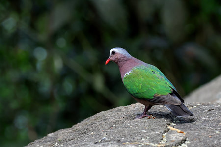 Common Emerald Dove is standing on a rock and looking for food.
