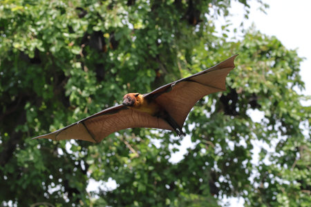 Lyle's flying fox is a carrier of the Nipah virus, a highly dangerous virus that can infect humans.