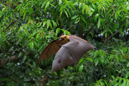 Lyle's flying fox is a carrier of the Nipah virus, a highly dangerous virus that can infect humans.
