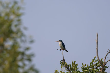 Beautiful of Collared Kingfisher perched on a branch in the mangrove forest.の写真素材