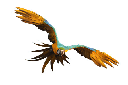Beautiful Blue and Gold Macaw with wings spread, flying isolated on white background with clipping...